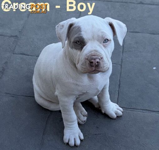 AMERICAN PUREBRED BULLY PUPS