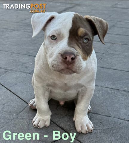 AMERICAN PUREBRED BULLY PUPS