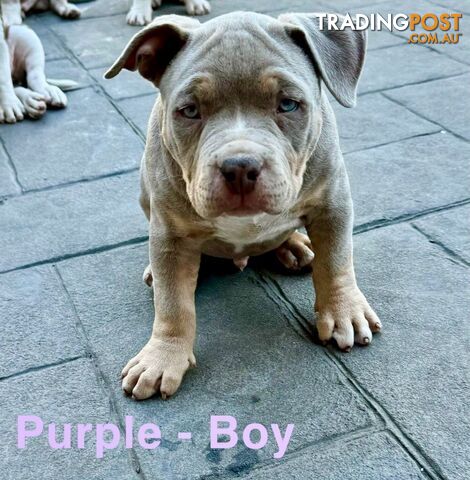 AMERICAN PUREBRED BULLY PUPS