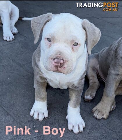 AMERICAN PUREBRED BULLY PUPS