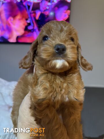 Cavoodle x King charles cavalier pomeranian mix (AVAILABLE NOW)