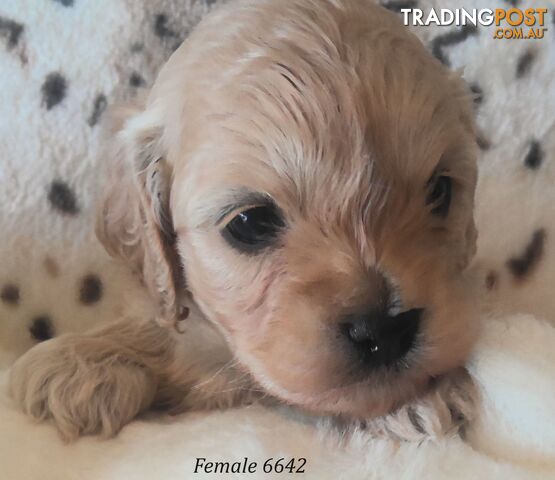 Cavoodle - Cavalier King Charles x Toy Poodle 