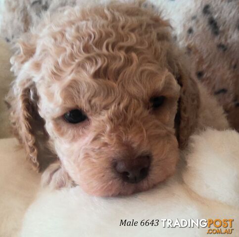 Cavoodle - Cavalier King Charles x Toy Poodle 