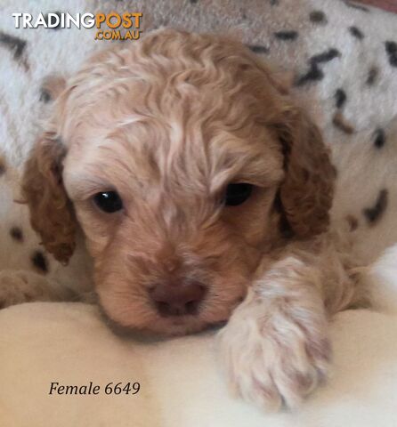 Cavoodle - Cavalier King Charles x Toy Poodle 