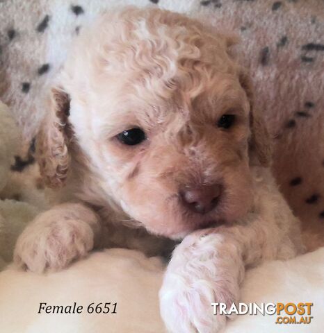 Cavoodle - Cavalier King Charles x Toy Poodle 