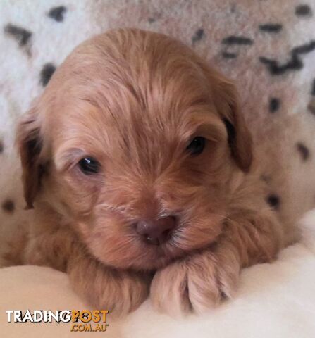 Cavoodle - Cavalier King Charles x Toy Poodle 