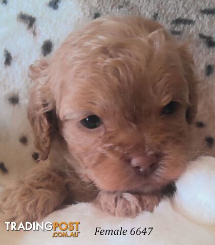 Cavoodle - Cavalier King Charles x Toy Poodle 