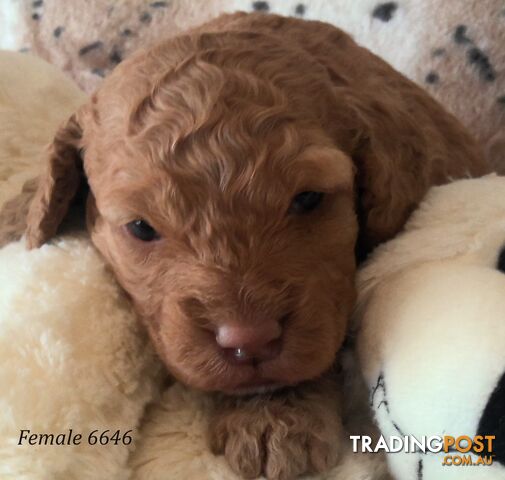 Spoodle - English Cocker Spaniel x Miniature Poodle 