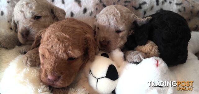 Spoodle - English Cocker Spaniel x Miniature Poodle 