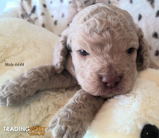 Spoodle - English Cocker Spaniel x Miniature Poodle 