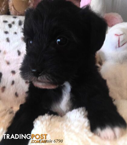 Schnoodle - Miniature Schnauzer x Miniature Poodle