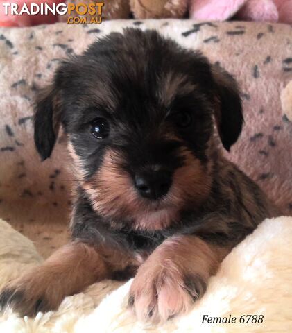 Schnoodle - Miniature Schnauzer x Miniature Poodle