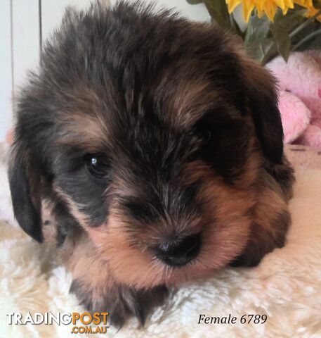 Schnoodle - Miniature Schnauzer x Miniature Poodle