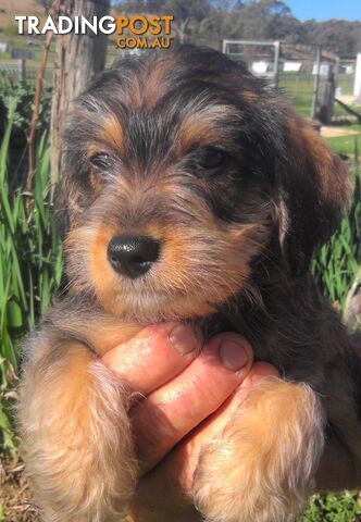 Schnoodle - Miniature Schnauzer x Miniature Poodle