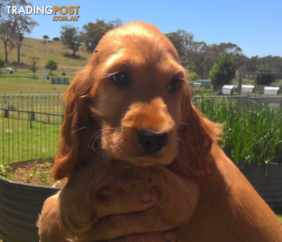 Cocker Spaniel - Pure Breed 