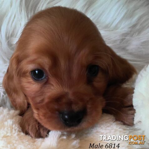 Cocker Spaniel - Pure Breed 