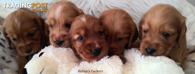 Non purebred puppies for hot sale sale