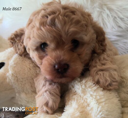 Cavoodle - Cavalier King Charles x Toy Poodle 