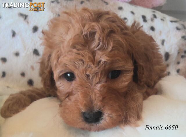 Cavoodle - Cavalier King Charles x Toy Poodle 