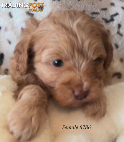 Cavoodle - Cavalier King Charles x Toy Poodle 