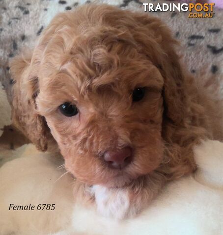 Cavoodle - Cavalier King Charles x Toy Poodle 