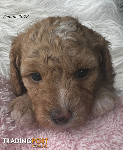 Cavoodle