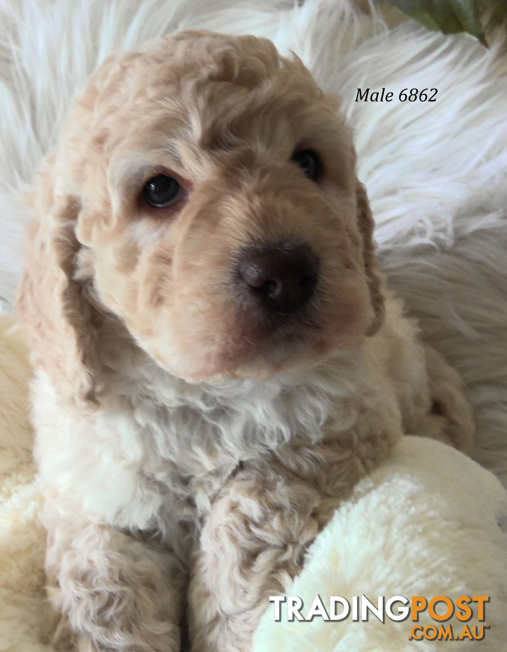 Spoodle - English Cocker Spaniel x Miniature Poodle 