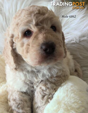 Spoodle - English Cocker Spaniel x Miniature Poodle 