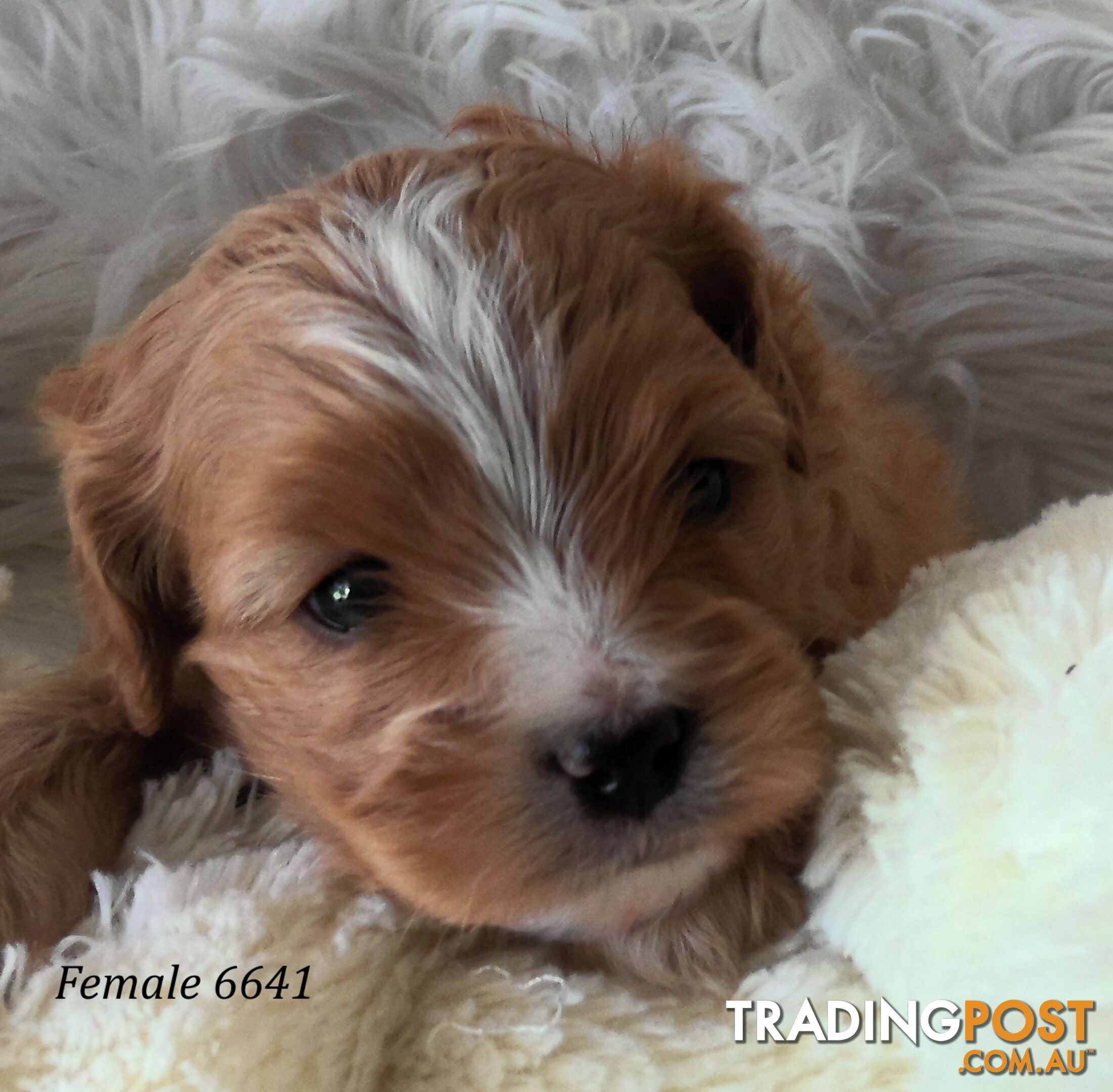 Cavoodle - Cavalier King Charles x Toy Poodle 