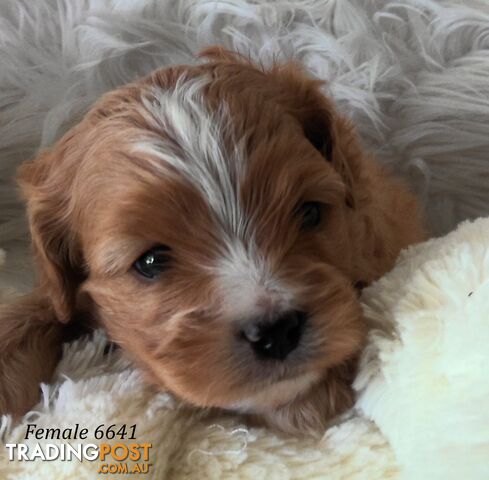 Cavoodle - Cavalier King Charles x Toy Poodle 