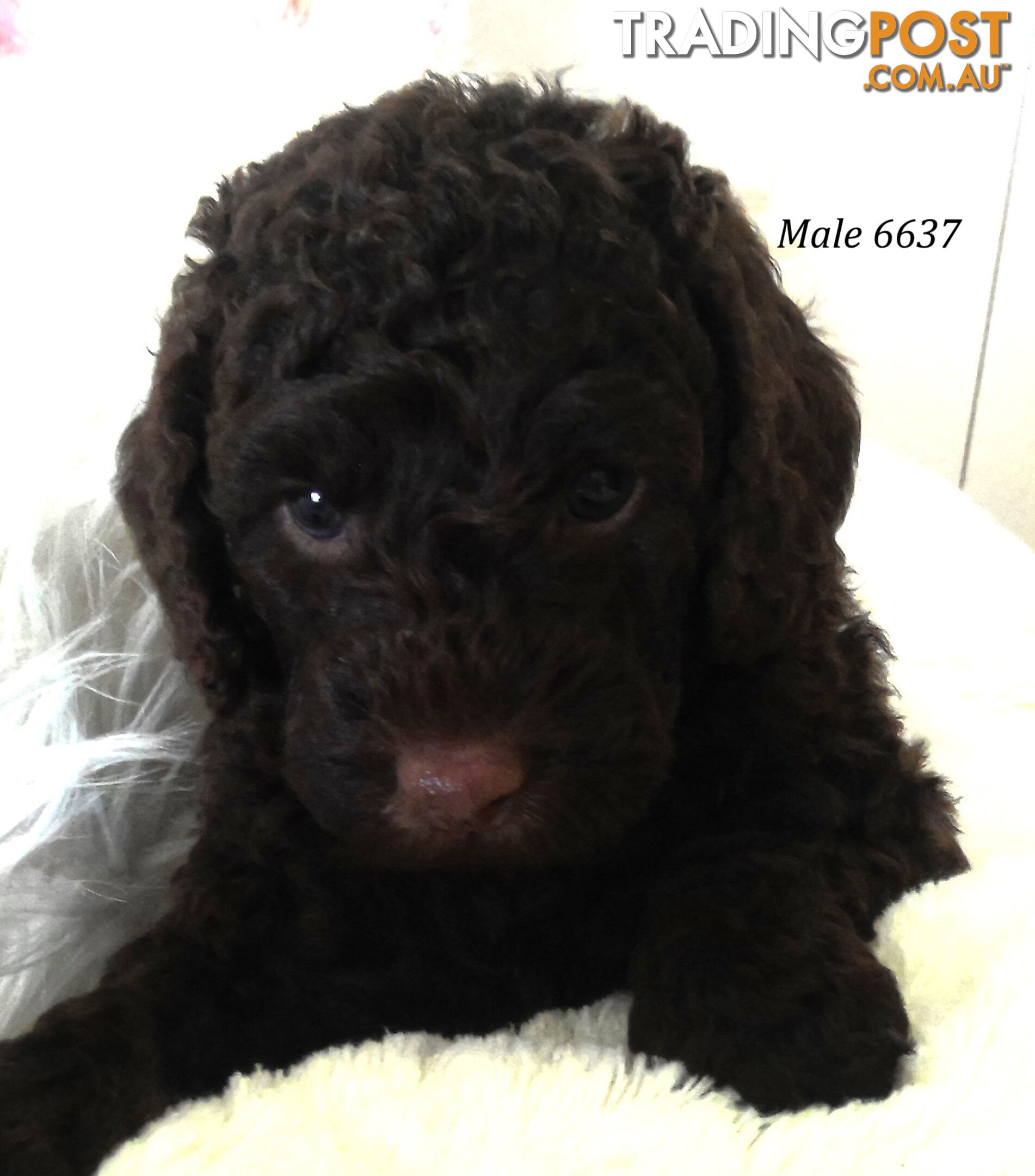 Cavoodle - Cavalier King Charles x Toy Poodle 