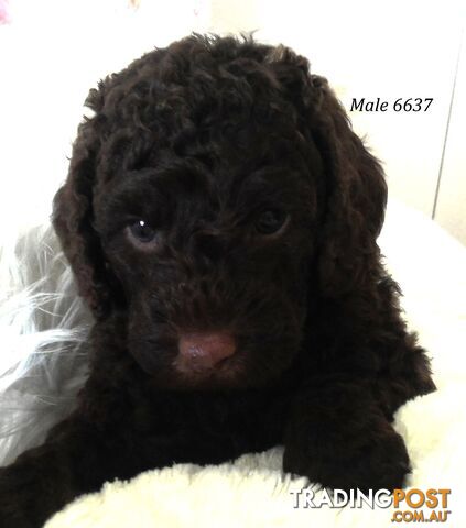 Cavoodle - Cavalier King Charles x Toy Poodle 