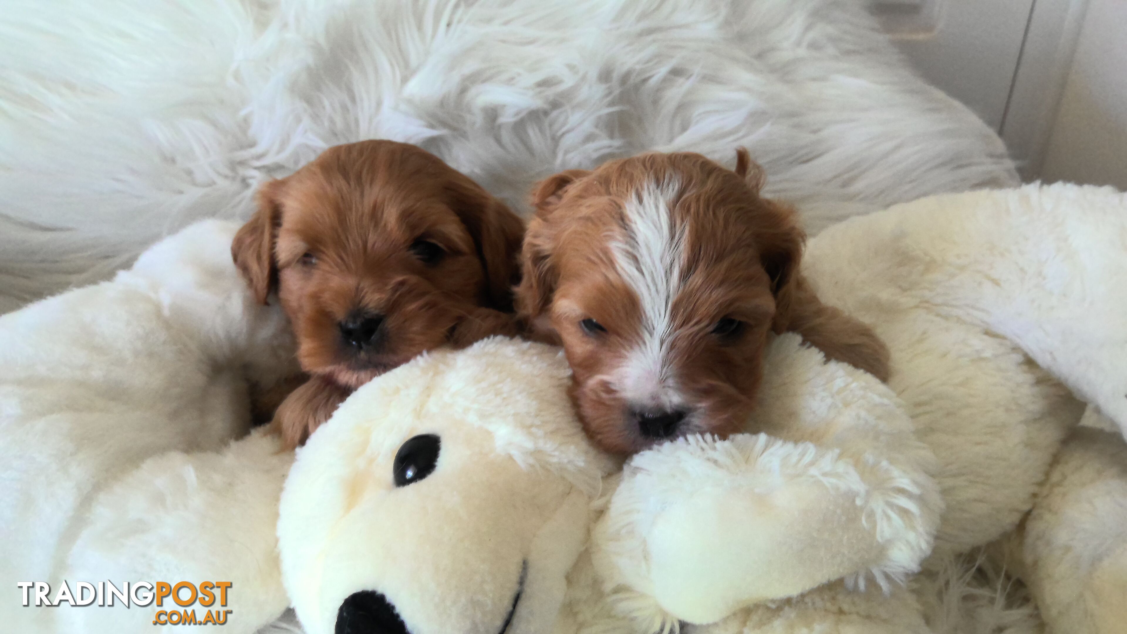 Cavoodle - Cavalier King Charles x Toy Poodle 