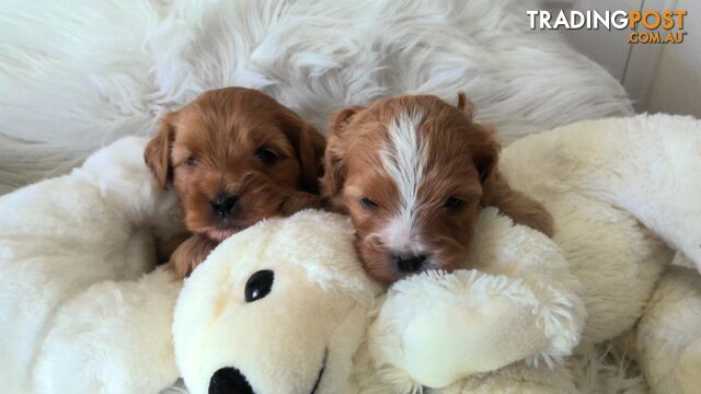 Cavoodle - Cavalier King Charles x Toy Poodle 