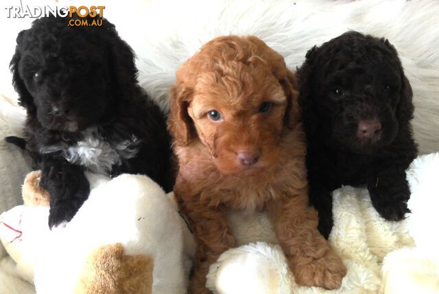 Cavoodle - Cavalier King Charles x Toy Poodle 