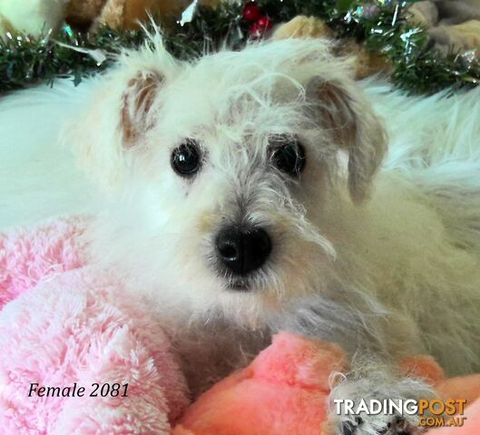 WestiePoo - West Highland White x Miniature Poodle 