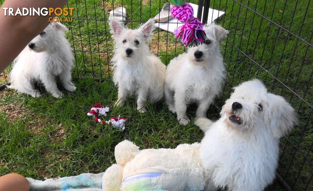 WestiePoo - West Highland White x Miniature Poodle 