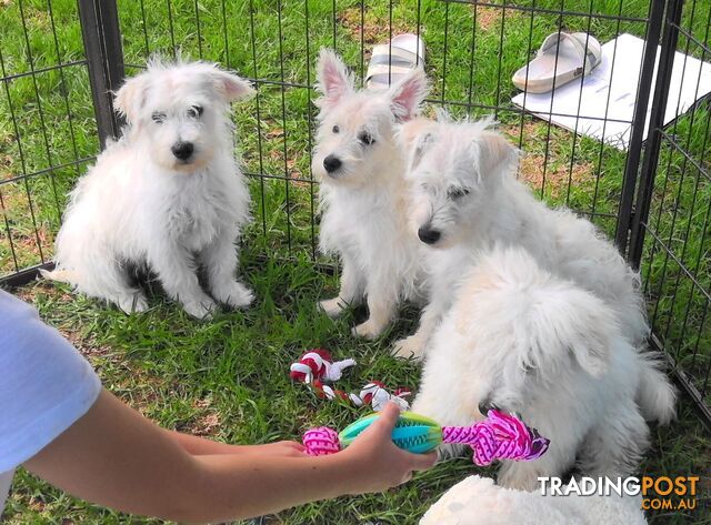 WestiePoo - West Highland White x Miniature Poodle 