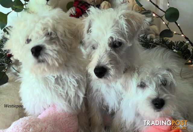 WestiePoo - West Highland White x Miniature Poodle 