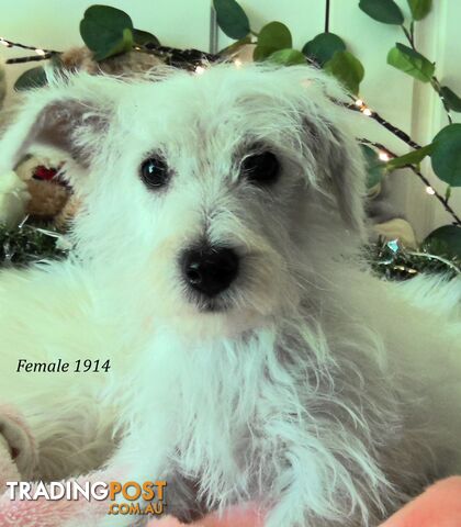 WestiePoo - West Highland White x Miniature Poodle 