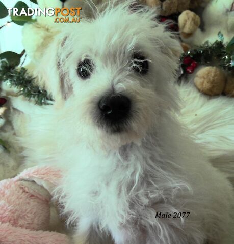 WestiePoo - West Highland White x Miniature Poodle 