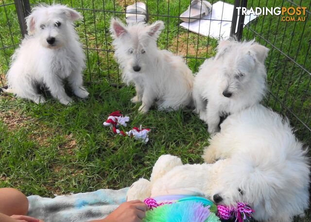 WestiePoo - West Highland White x Miniature Poodle 