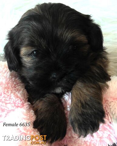 Shoodles - Shih Tzu x Toy Poodle