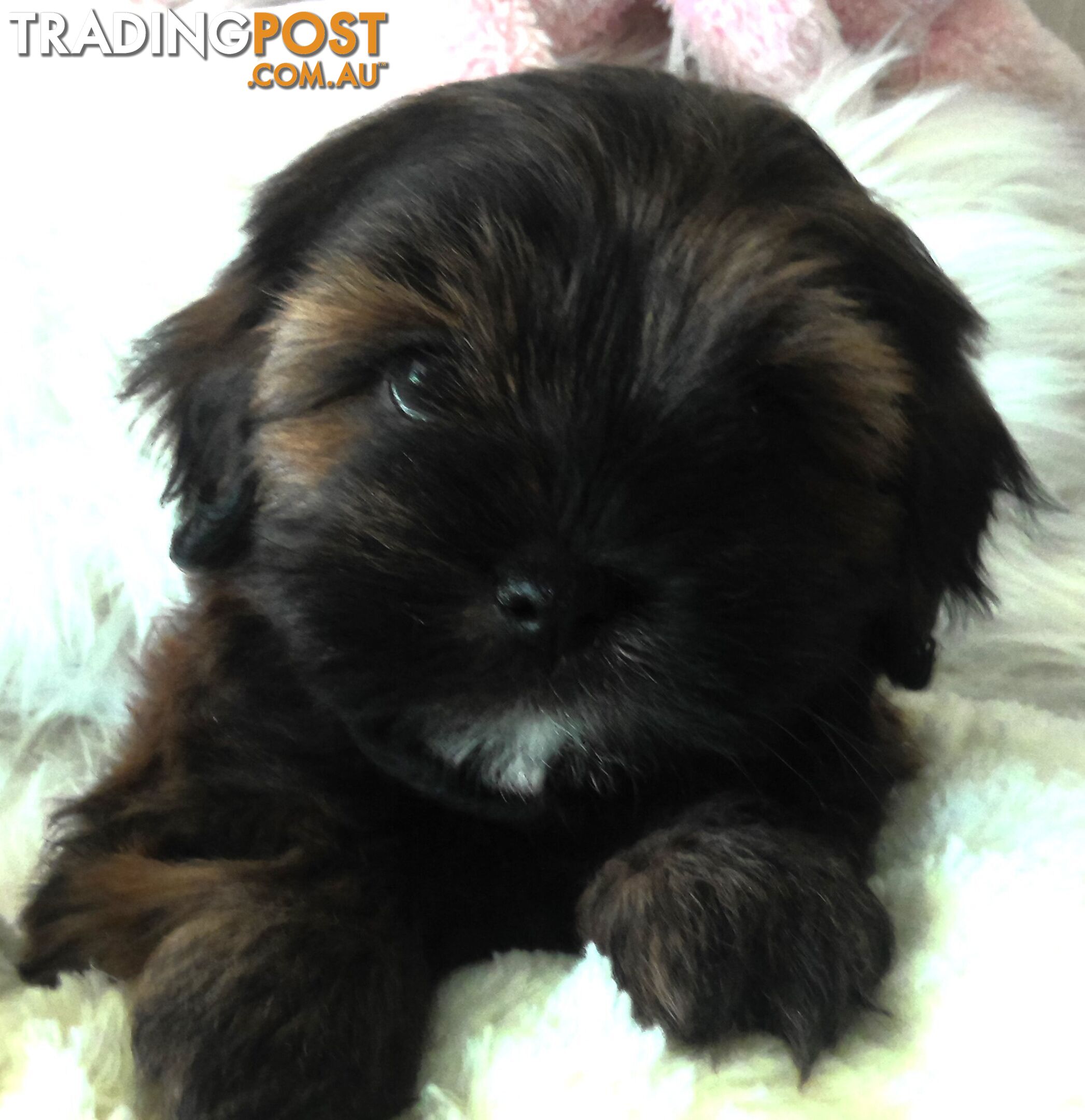 Shoodles - Shih Tzu x Toy Poodle