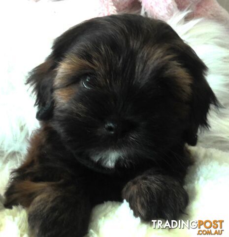 Shoodles - Shih Tzu x Toy Poodle