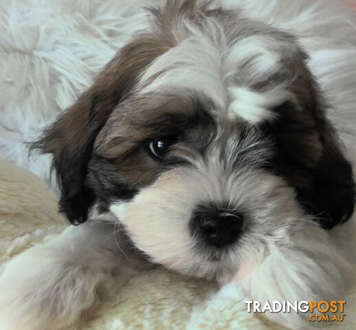 Shoodles - Shih Tzu x Toy Poodle