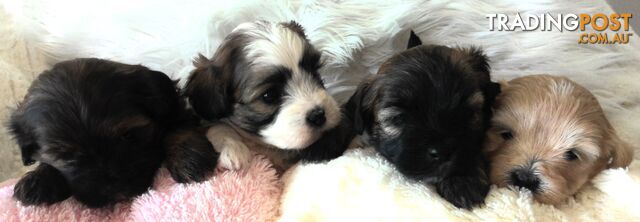 Shoodles - Shih Tzu x Toy Poodle