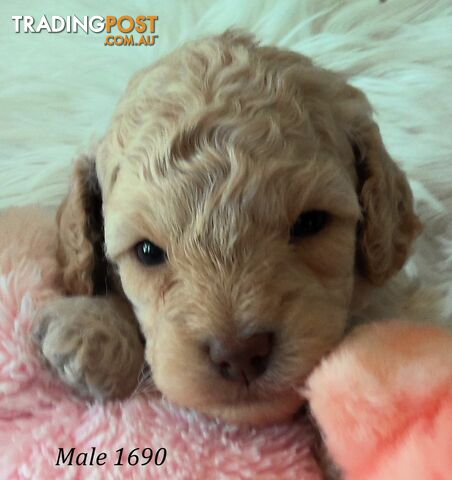 Cavoodle 