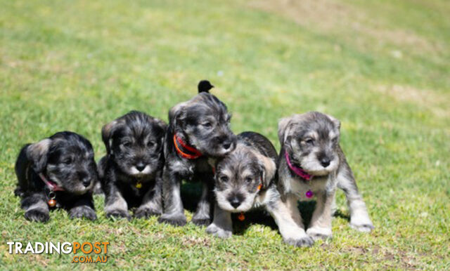 Beautiful Miniature Schnauzer Puppies