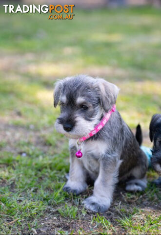 Beautiful Miniature Schnauzer Puppies